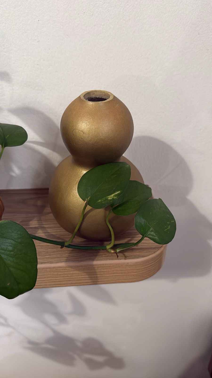 Calabazas Wu Lou Naturales