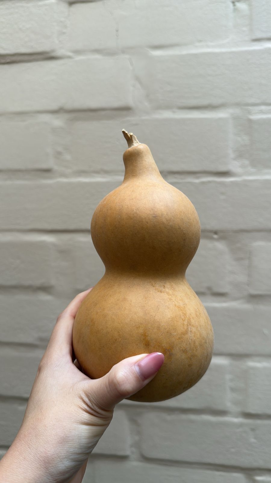Calabazas Wu Lou Naturales - Yubia Estelar